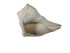 Bathing Conchsell